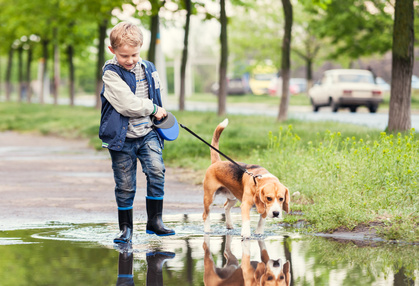 The Beagle | Puppy and Dog Training