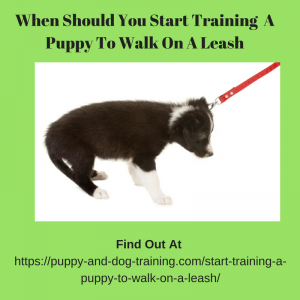 when should you start training a puppy to walk on a leash