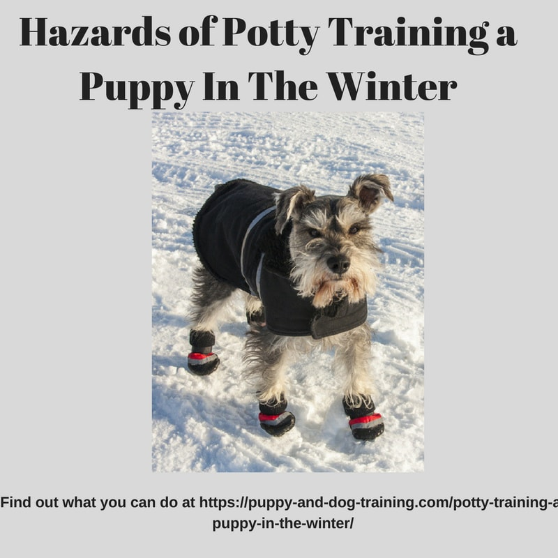 Potty Training Puppy In The Winter Puppy and Dog Training