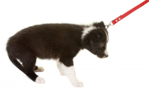 puppy on leash