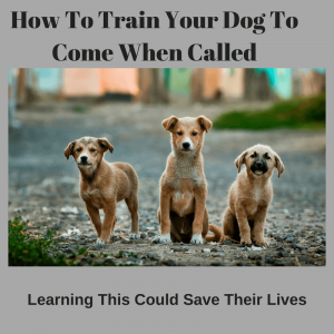 How To Train Your Dog To Come When Called