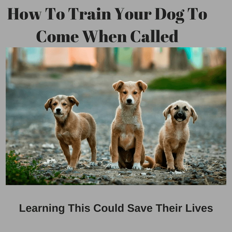 how-to-train-your-dog-to-come-when-called-puppy-and-dog-training