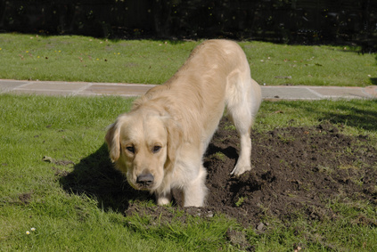 ways to stop dogs from digging