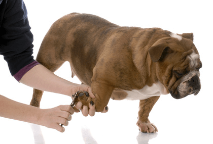 how to use dog nail clippers