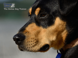 online dog training review