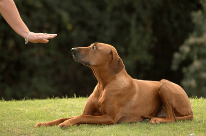 Aggression - One Of The Most Feared Dog Behavior Problems | Puppy and