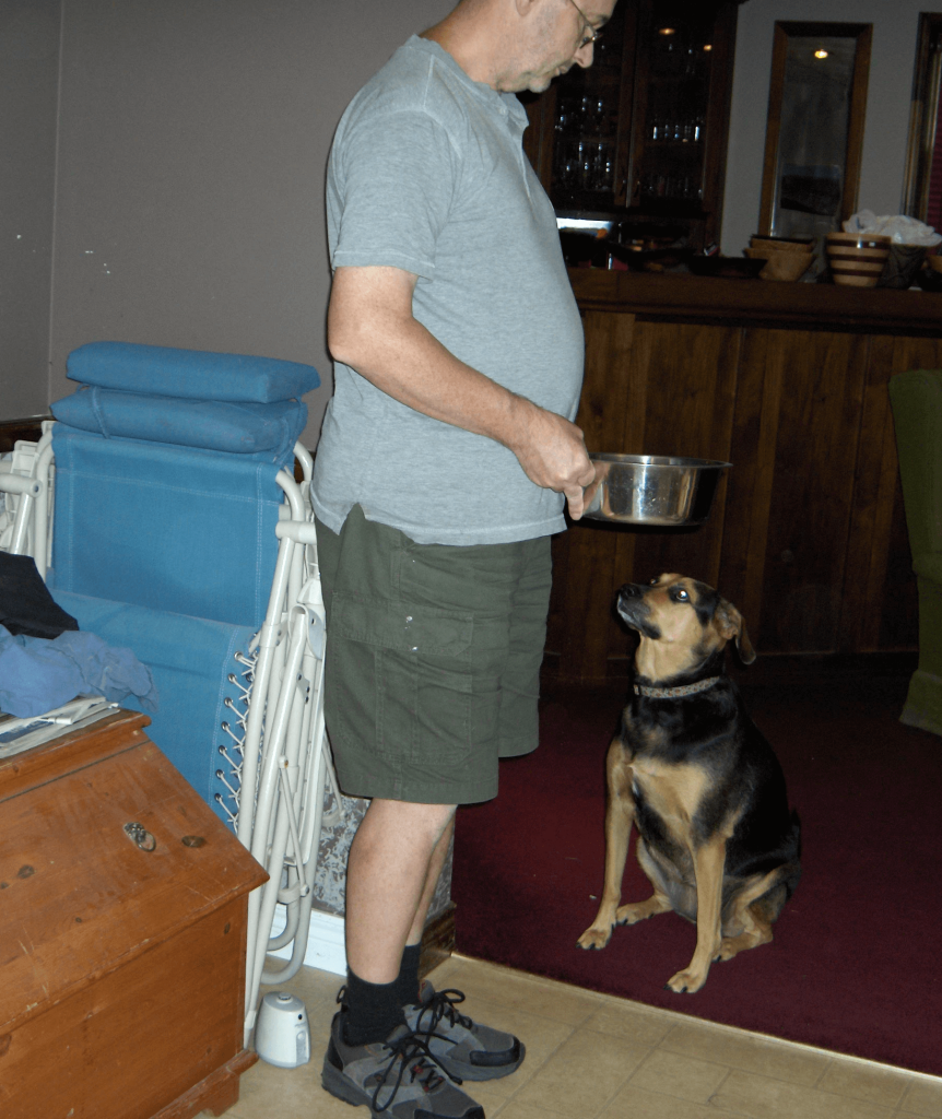 adjust food as dog ages