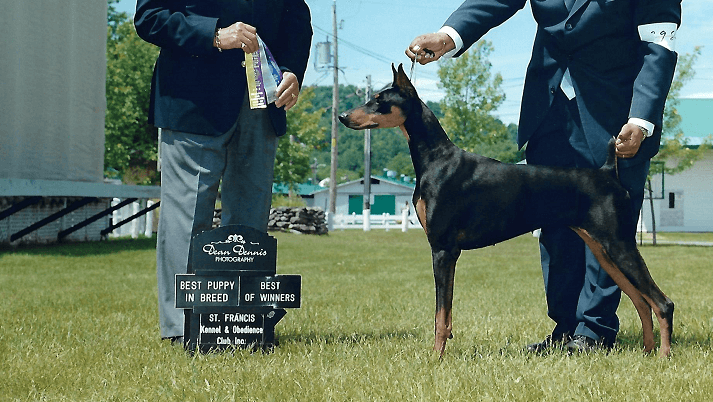 doberman 