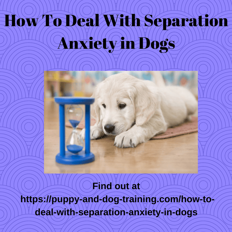How To Deal With Separation Anxiety in Dogs Puppy and