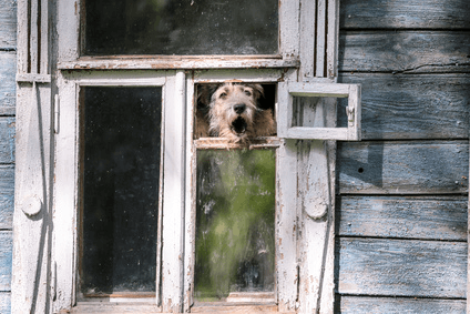 how to deal with separation anxiety in dogs