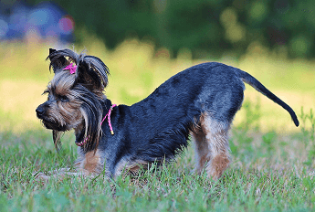 how to train your dog to do tricks