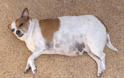 caring for a diabetic dog