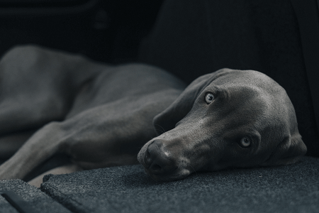 caring for a diabetic dog