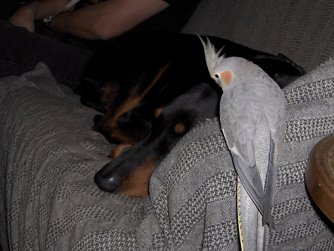 bird guarding sleeping dobie